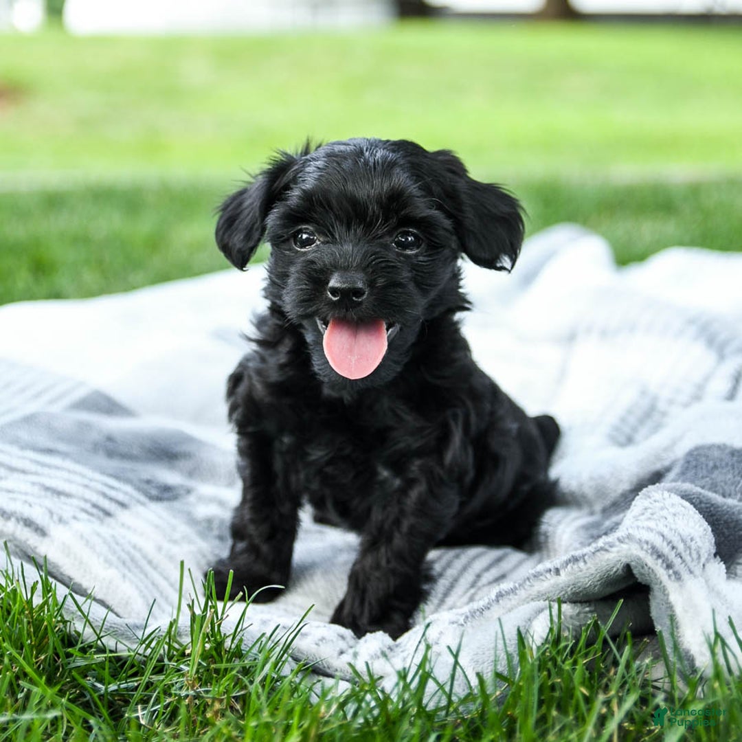 Yorkiepoo dogs for sale: Cookies N Cream - Image 1