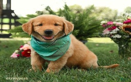Golden Retriever dogs for sale: Montgomery - Image 2