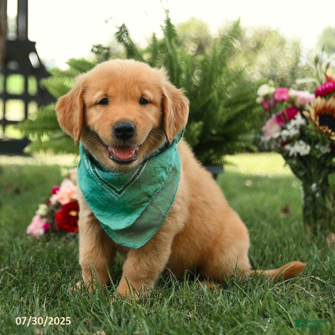Golden Retriever dogs for sale: Montgomery - Image 2