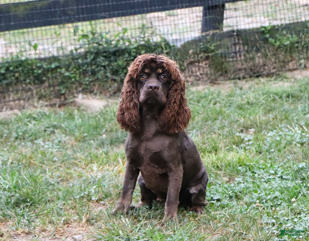 Cockapoo dogs for sale: Bruno - Image 11