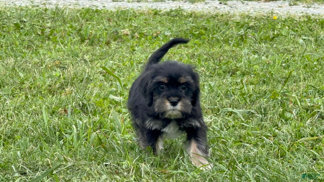 Miniature Schnauzer dogs for sale: Paige - Image 3