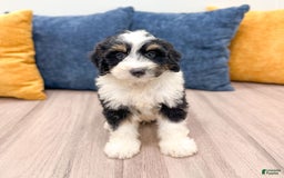 Mini Bernedoodle dogs for sale: Archer - Image 7