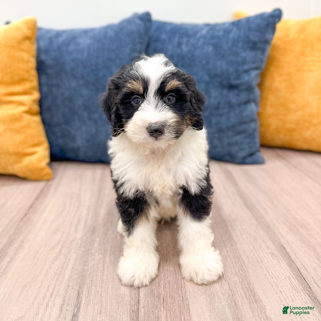 Mini Bernedoodle dogs for sale: Archer - Image 7