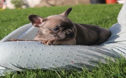 French Bulldog dogs for sale: French Bulldog 3 puppies - Image 39