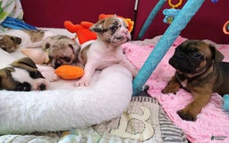 French Bulldog dogs for sale: Athena Akc - Image 21