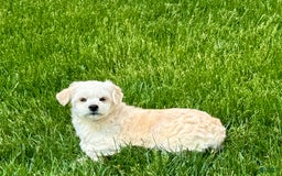 Lhasa Apso dogs for sale: Joey - Image 2