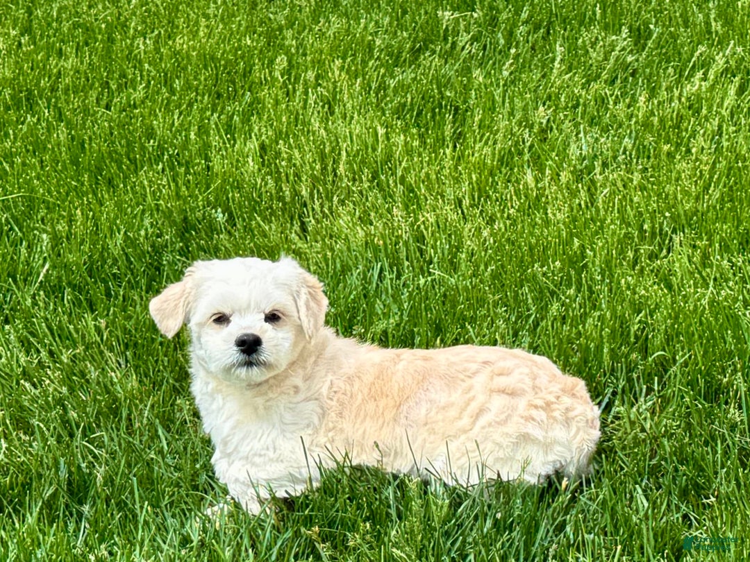 Lhasa Apso dogs for sale: Joey - Image 2