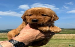 Golden Retriever dogs for sale: Honey - Image 6
