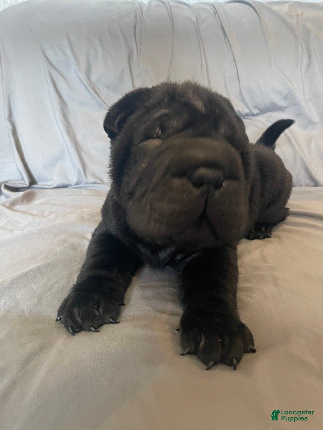 Shar Pei dogs for sale: Armani Squishy-face - Image 13