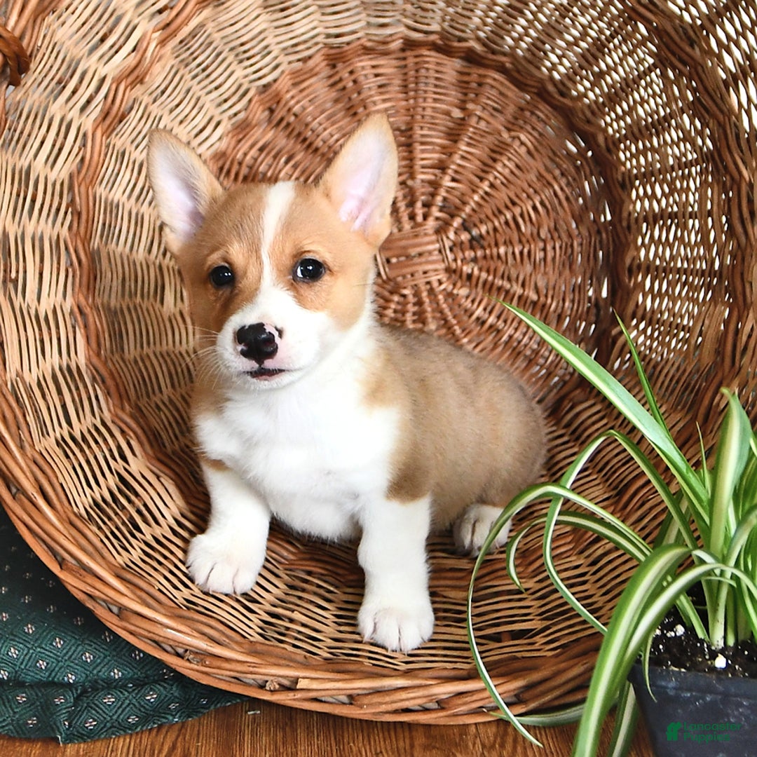 Welsh Corgi Pembroke dogs for sale: Wes - Image 1