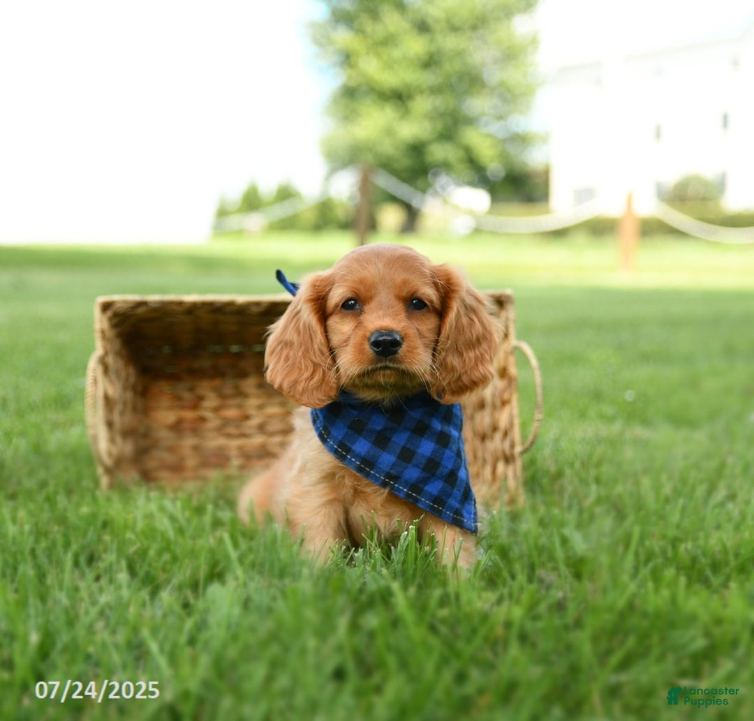 Miniature Golden Retriever dogs for sale: Cove - Image 2
