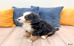 Bernese Mountain Dog dogs for sale: Chief - Image 6