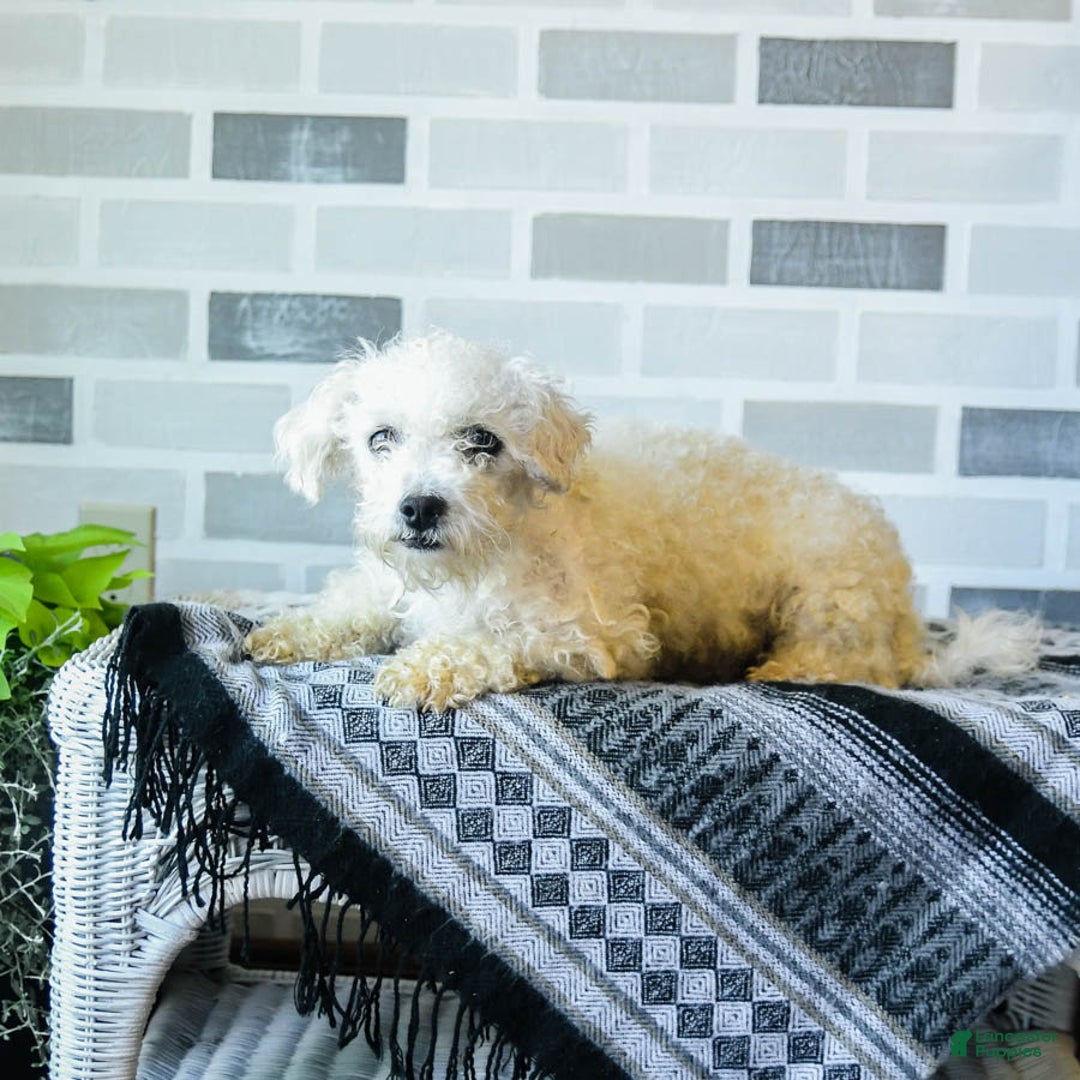 Teddy Bear dogs for sale: Twix - Image 4
