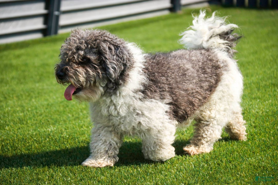 Havanese dogs for sale: Roo - Image 13
