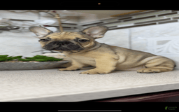 French Bulldog dogs for sale: Female Frenchies - Image 5