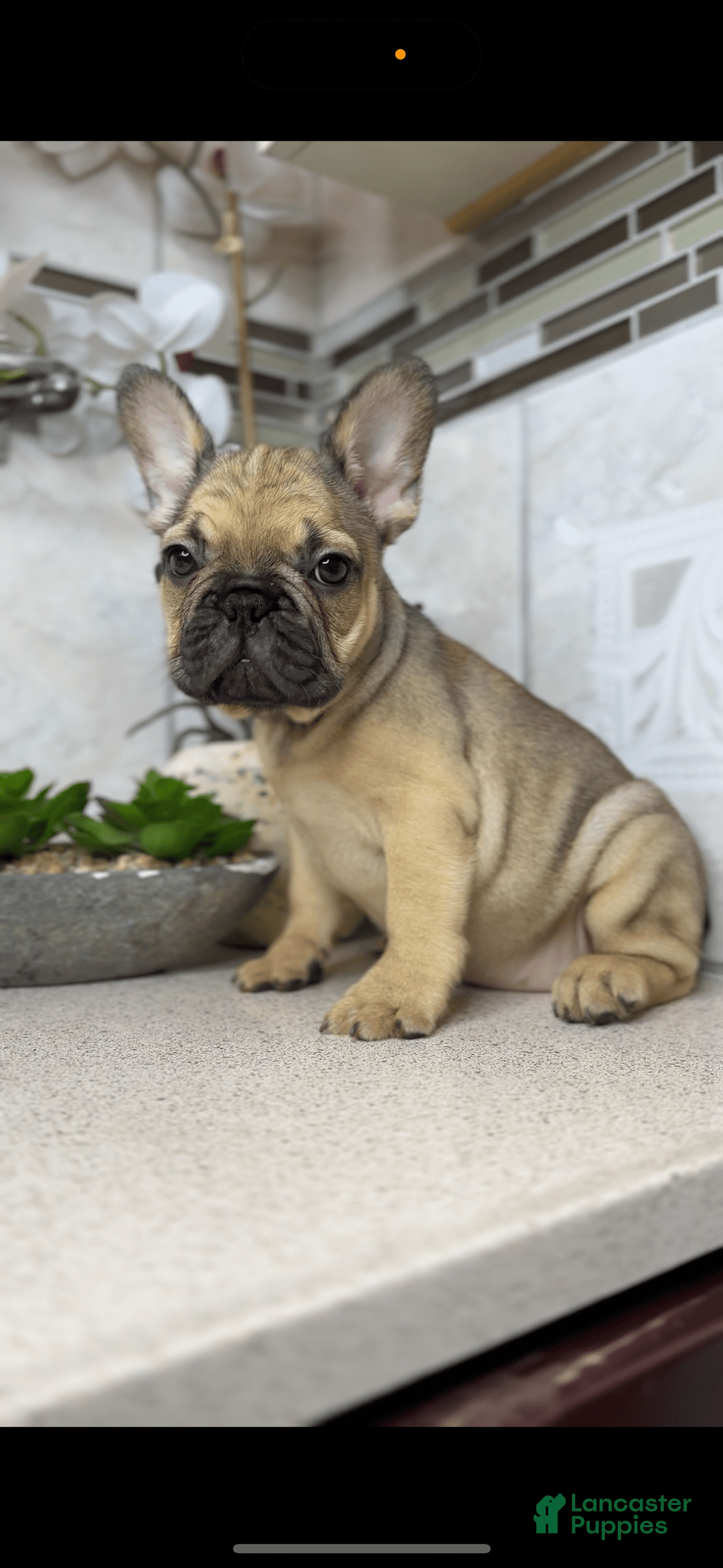 French Bulldog dogs for sale: Female Frenchies - Image 5