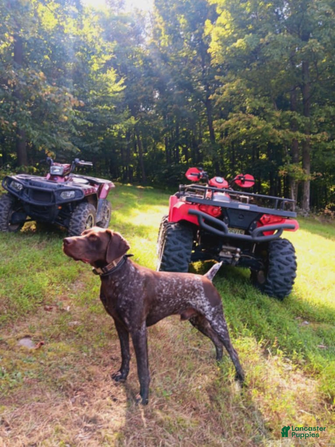 German Shorthaired Pointer dogs for sale: Diesel - Image 1