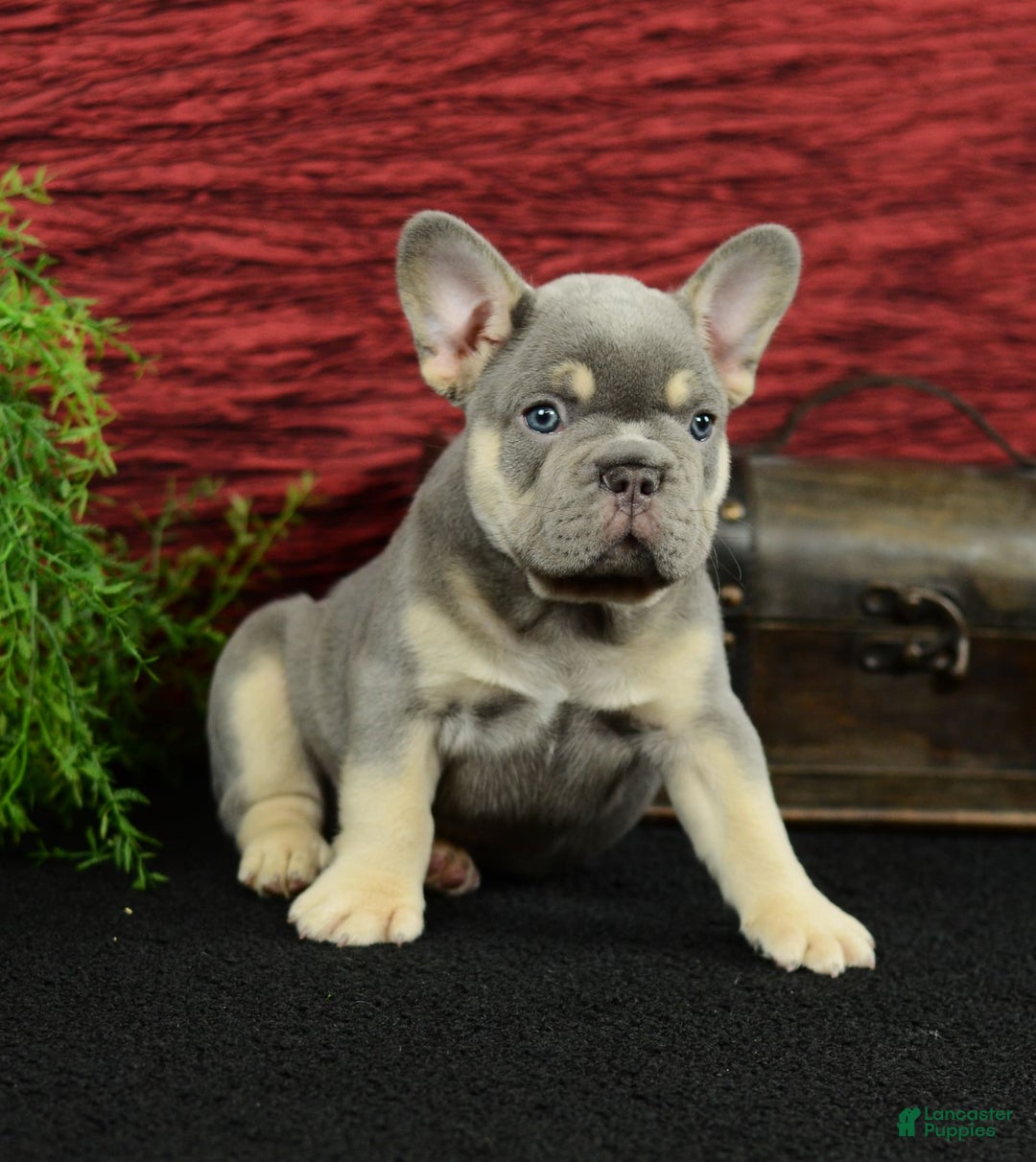 French Bulldog dogs for sale: French Bulldog 3 puppies - Image 14