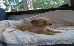 Golden Retriever dogs for sale: Truffle - Image 4