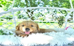 Golden Retriever dogs for sale: Alec - Image 5