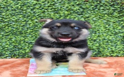 Gerberian Shepsky dogs for sale: Gerberian Shepsky 2 puppies - Image 5