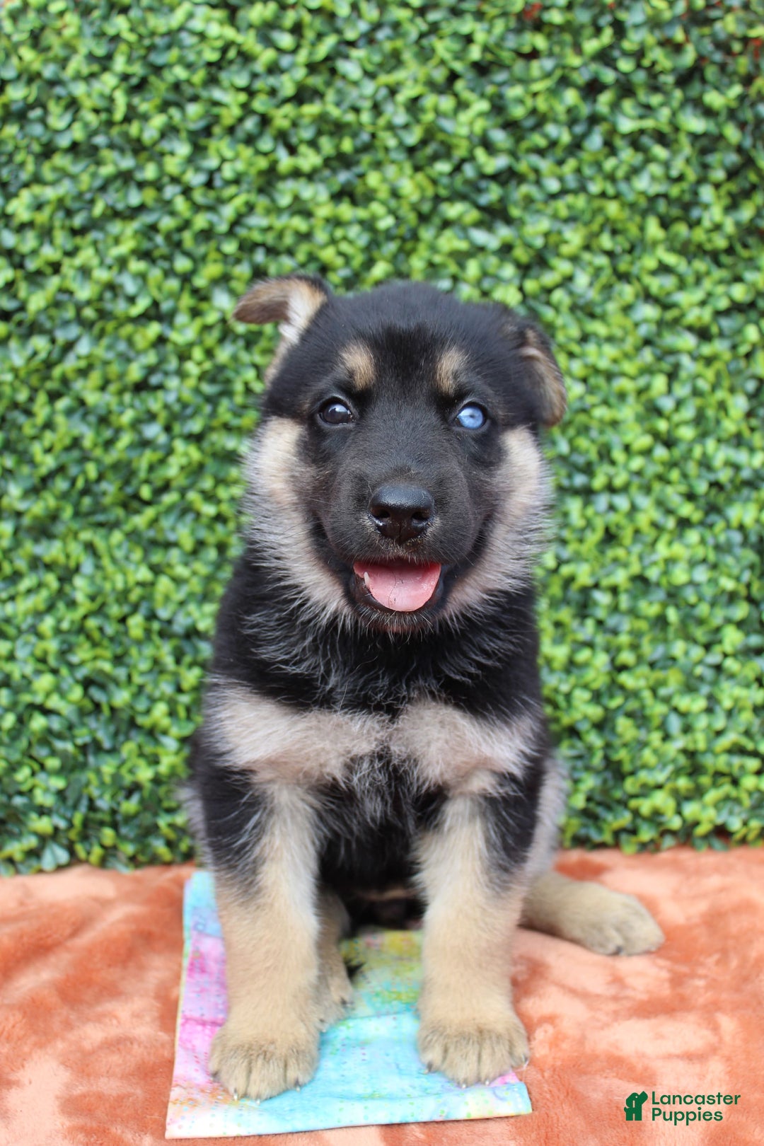 Gerberian Shepsky dogs for sale: Gerberian Shepsky 2 puppies - Image 5