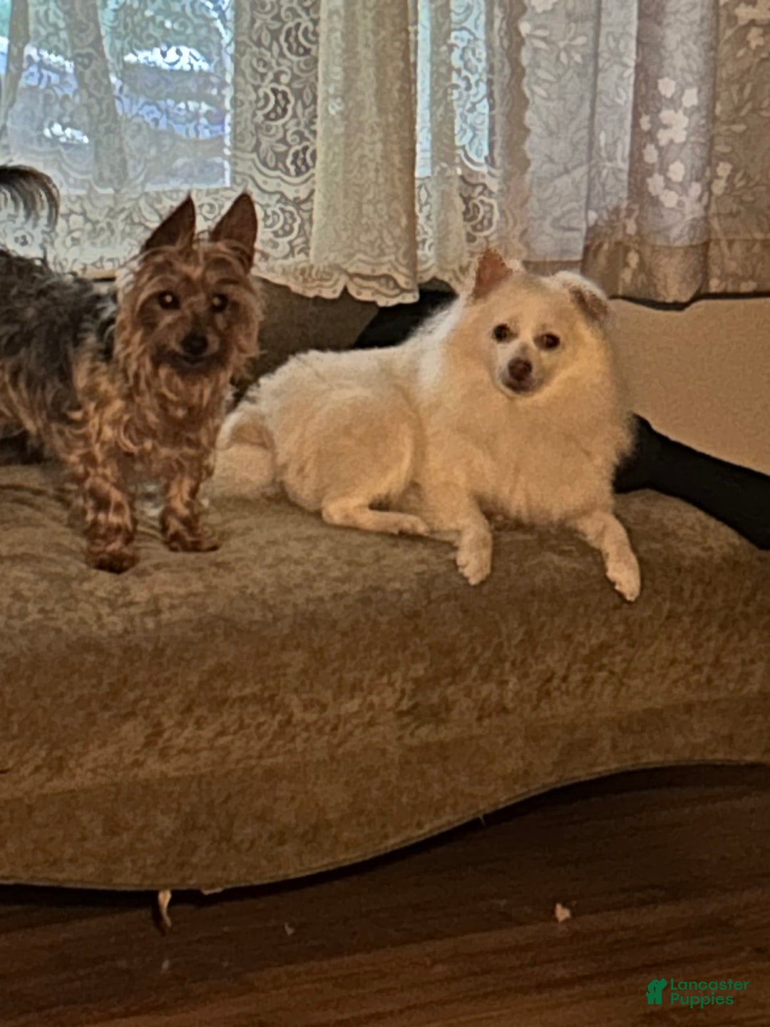 Yorkshire Terrier dogs for sale: Biggie - Image 1