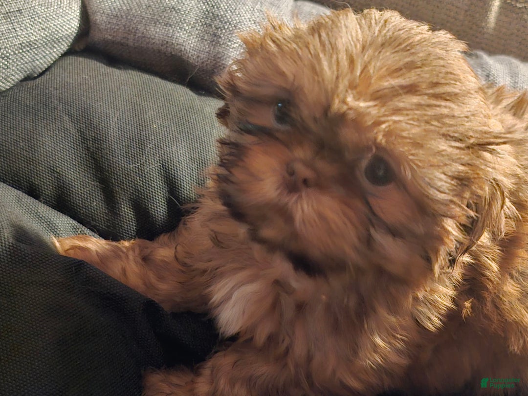 Shih Tzu dogs for sale: Multi Color Wave On Back - Image 10