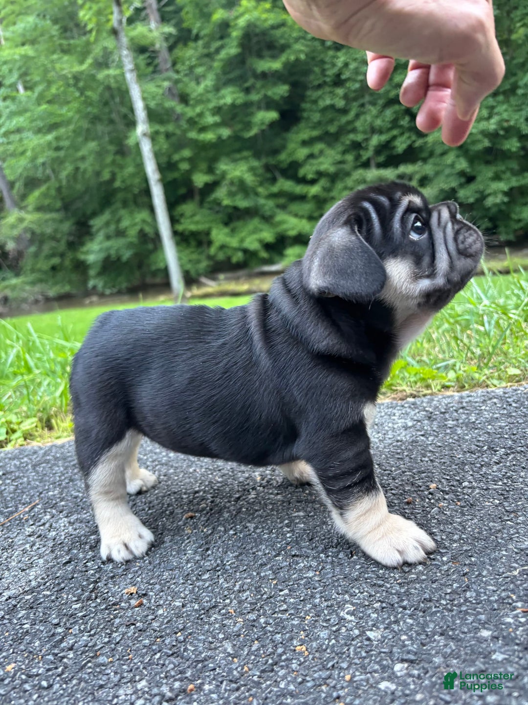 French Bulldog dogs for sale: French Bulldog 6 puppies - Image 2
