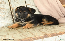 German Shepherd dogs for sale: Whistle - Image 5