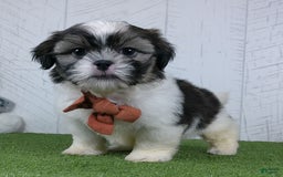 Shih Tzu dogs for sale: Sporty - Image 5