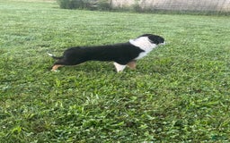Australian Shepherd dogs for sale: Ahsoko - Image 29