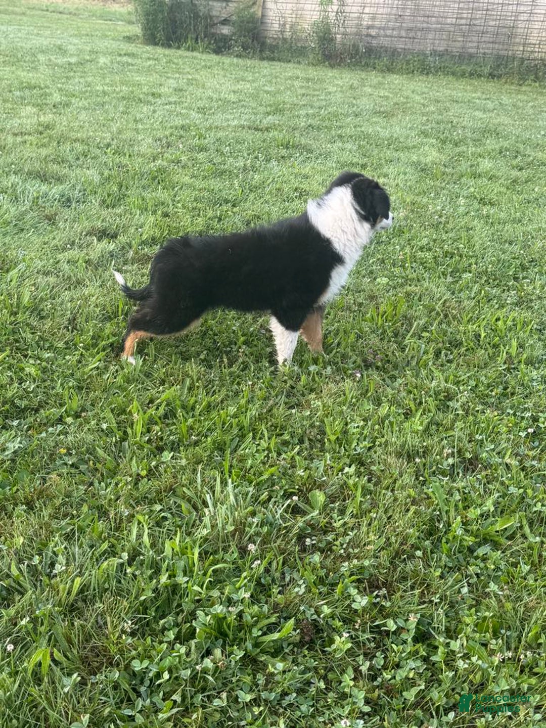 Australian Shepherd dogs for sale: Ahsoko - Image 29