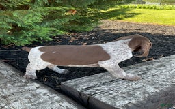 German Shorthaired Pointer dogs for sale: Kyler - Image 6