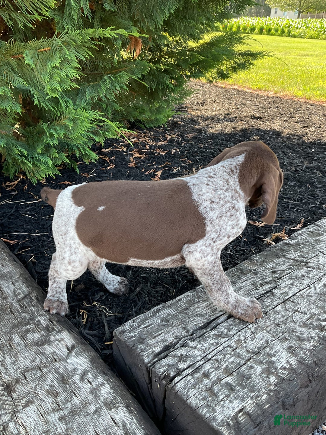 German Shorthaired Pointer dogs for sale: Kyler - Image 6