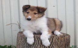 Collie dogs for sale: Arnold - Image 1