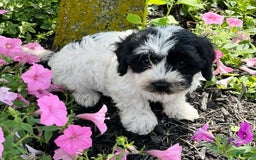 Havanese dogs for sale: Blaze - Image 2