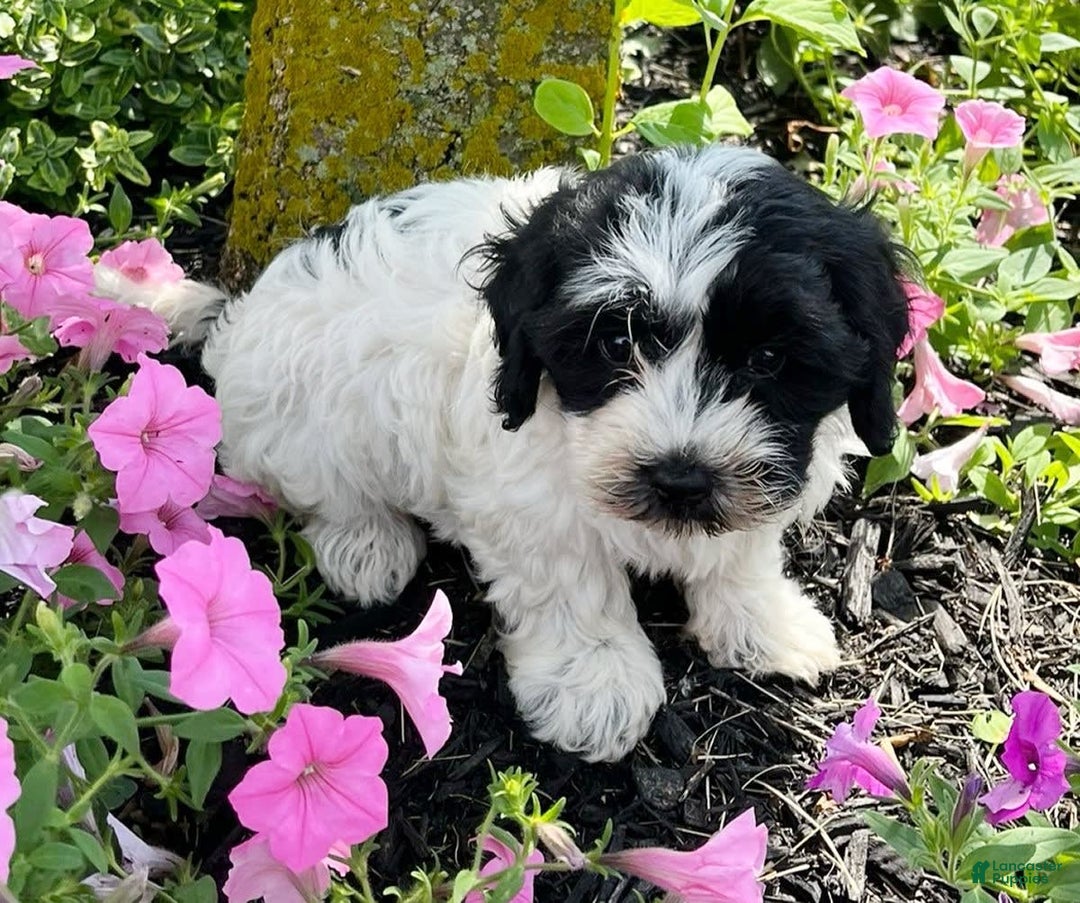 Havanese dogs for sale: Blaze - Image 2