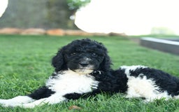 Standard Poodle dogs for sale: Cuddles - Image 2