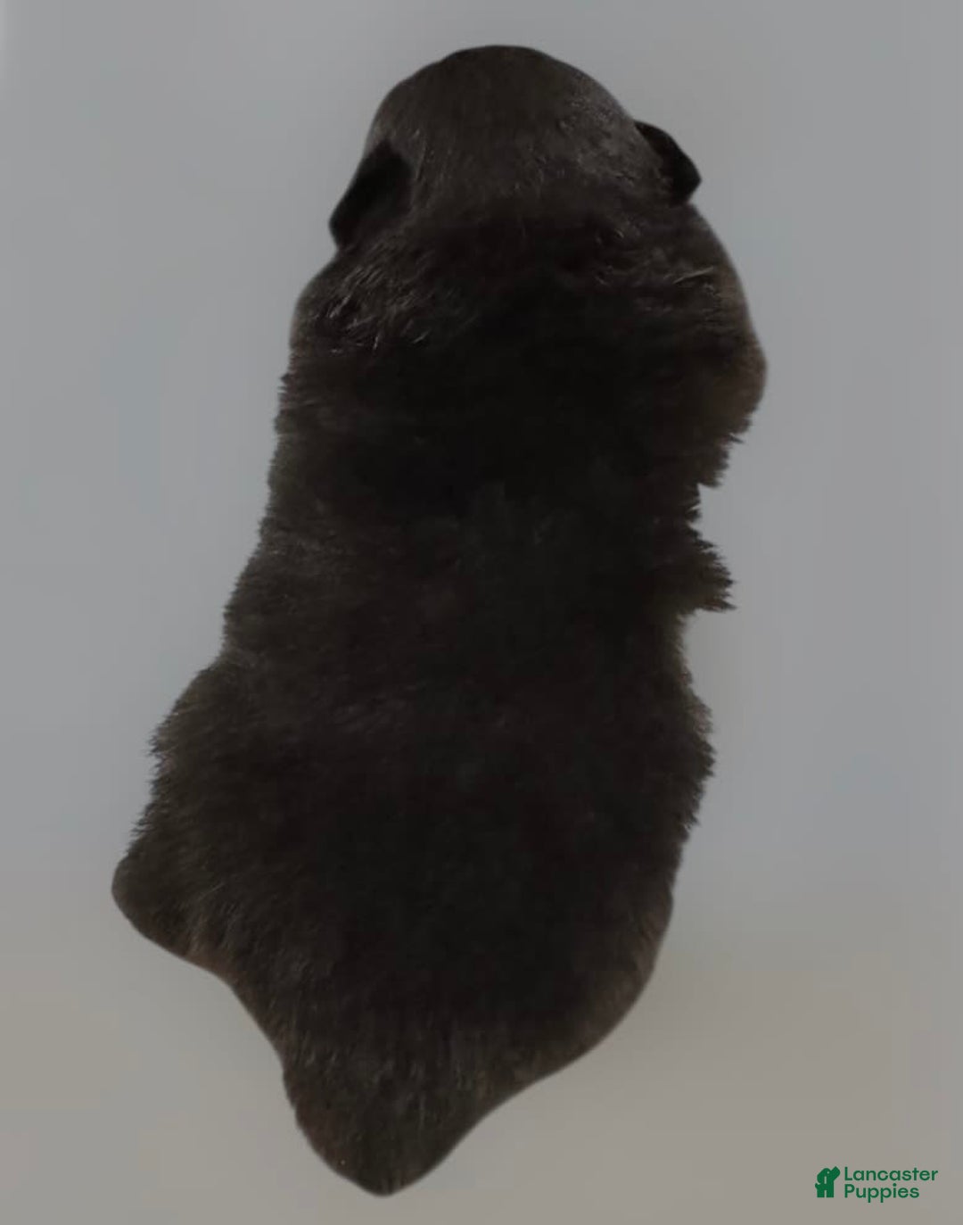 Pomeranian dogs for sale: Jet - Image 4