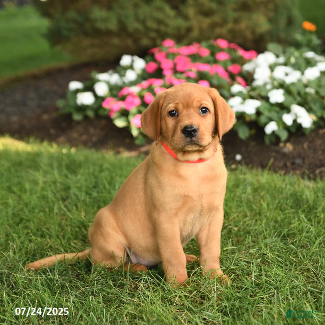 Labrador Retriever dogs for sale: Savannah - Image 2