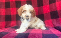 Cavapoo dogs for sale: Jammer - Image 3