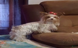 Yorkshire Terrier dogs for sale: Dixon - Image 3