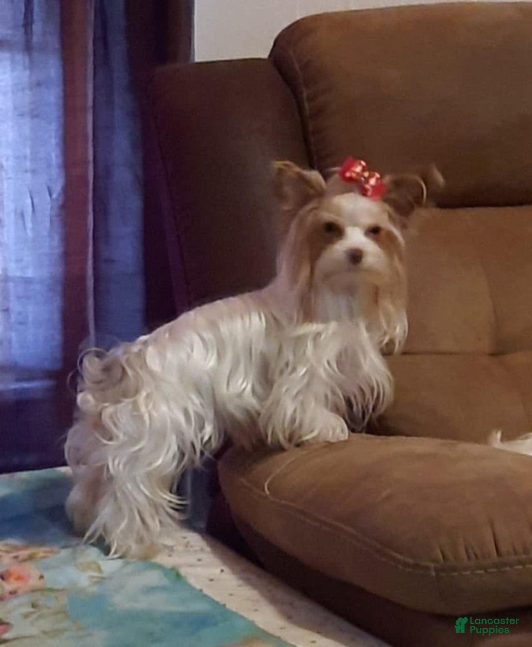 Yorkshire Terrier dogs for sale: Dixon - Image 3