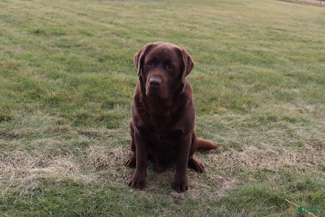 Labrador Retriever dogs for sale: Tulip - Image 8