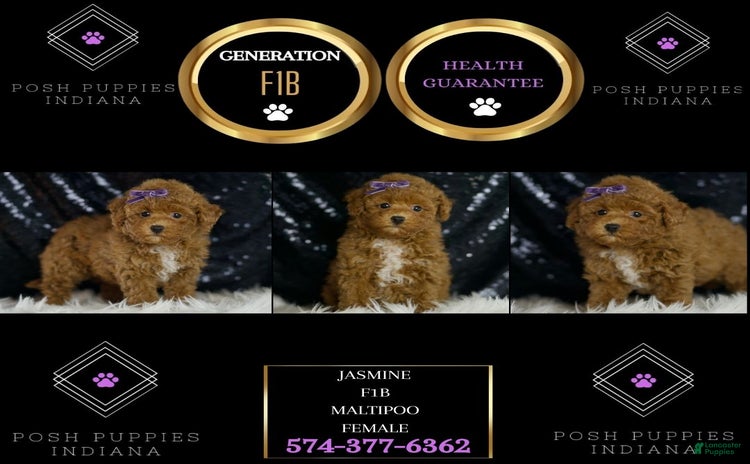 Maltipoo dogs for sale - Ad 2