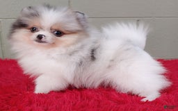 Pomeranian dogs for sale: Sparkle - Image 7