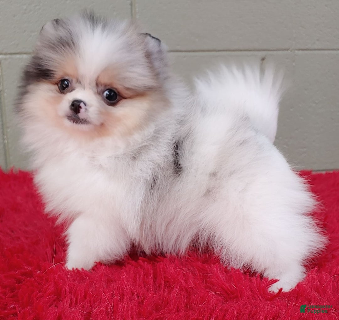 Pomeranian dogs for sale: Sparkle - Image 7