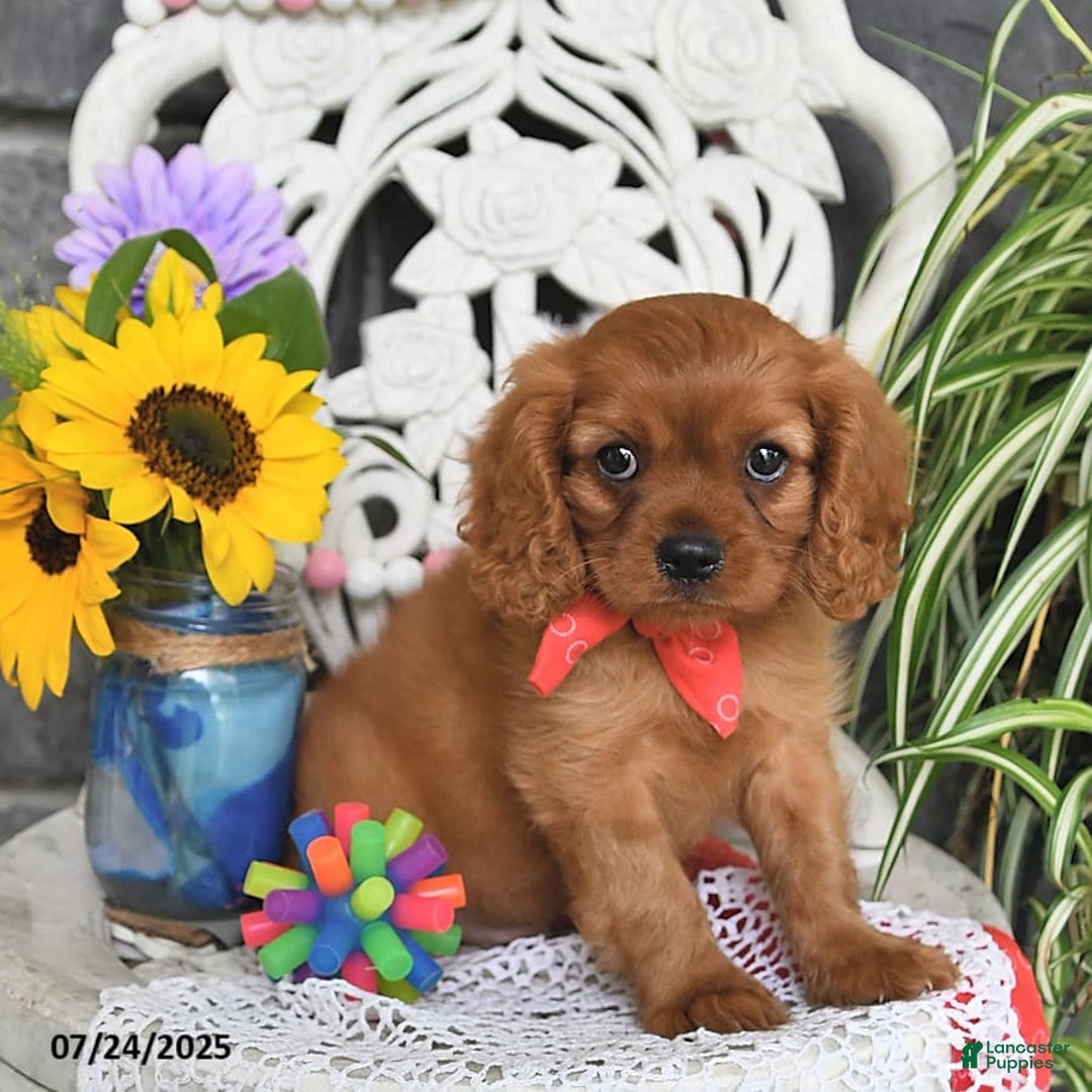 Cavalier King Charles Spaniel dogs for sale: Zander Blake - Image 3