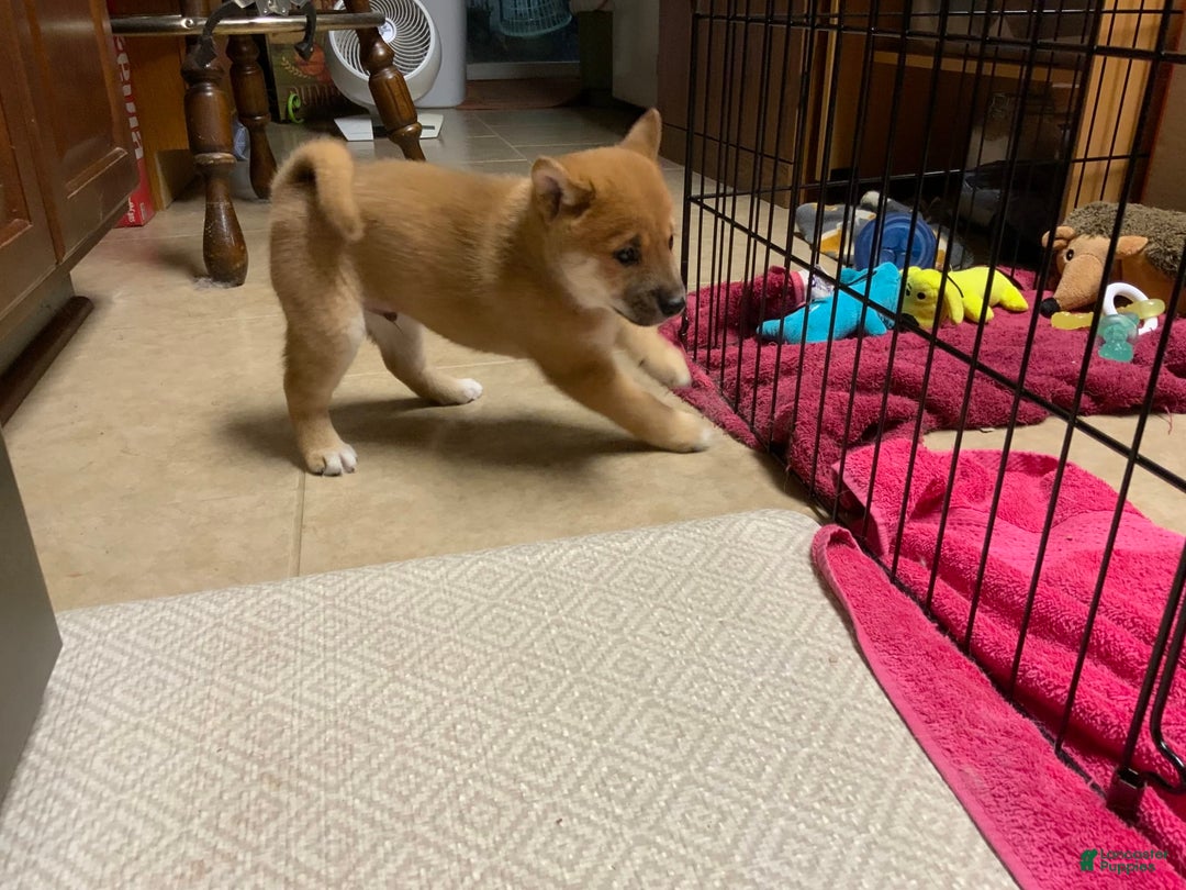 Shiba Inu dogs for sale: Bud - Image 3